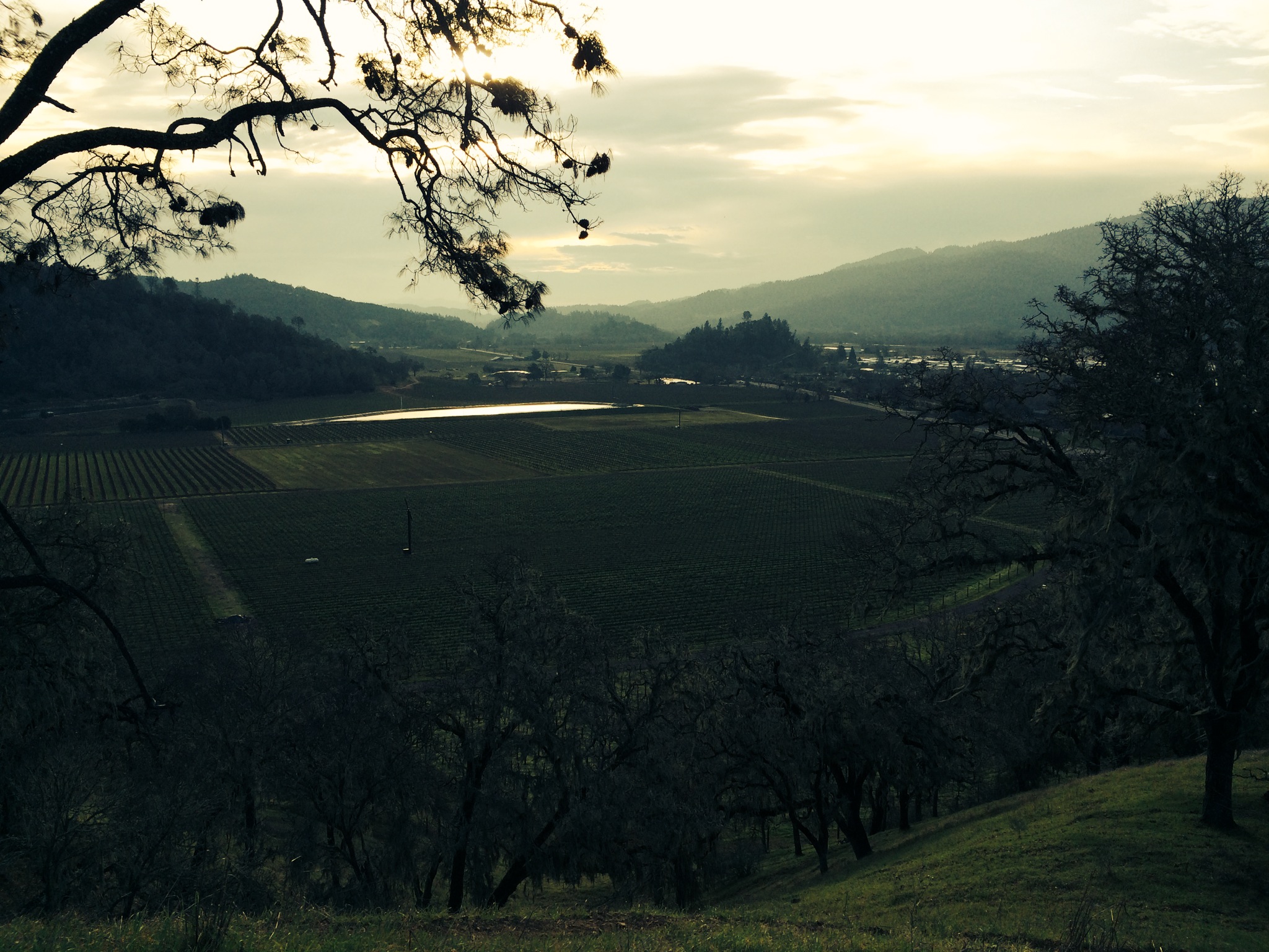 Morning Trail Run Views